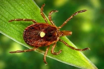 Loài côn trùng kỳ lạ biến người thành tín đồ ăn chay 