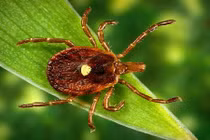 Loài côn trùng kỳ lạ biến người thành tín đồ ăn chay 