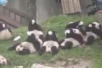 Ngộ nghĩnh gấu trúc mỗi con một bình bú vẫn tranh nhau