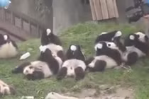 Ngộ nghĩnh gấu trúc mỗi con một bình bú vẫn tranh nhau