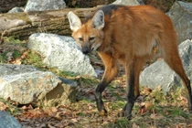 Loài sói bờm có đôi chân “thần thánh” ở Nam Mỹ