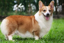 Những tiết lộ mới gây sốc về loài chó