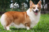 Những tiết lộ mới gây sốc về loài chó