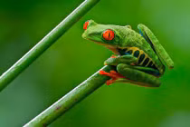 Những sự thật khó tin về loài ếch