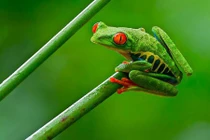 Những sự thật khó tin về loài ếch