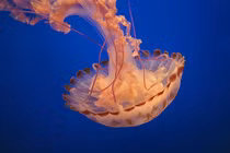 Sự thật giật mình về những con sứa 