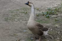 Khám phá loài ngỗng sư tử “vặt cỏ” nhanh hơn máy xén 