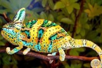 Ảnh nhiều màu sắc về loài tắc kè hoa