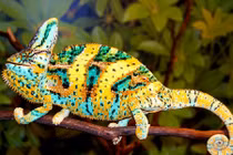 Ảnh nhiều màu sắc về loài tắc kè hoa