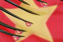 Mãn nhãn với top ảnh macro “bá đạo” từ camera Bphone