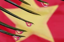 Mãn nhãn với top ảnh macro “bá đạo” từ camera Bphone