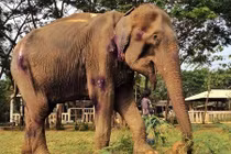 Màn thay da đổi thịt ngoạn mục của con voi tội nghiệp 