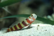 Những khá phá thú vị về loài cá bống