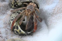 Tận mục quá trình thay vỏ của cua ẩn sĩ 