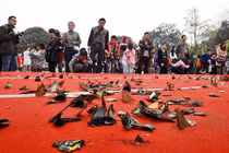 Hàng trăm con bướm xinh chết thảm sau khi được phóng thích