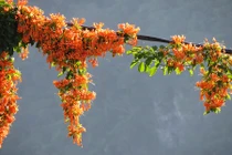 Khám phá "choáng" về cây hoa lửa mang may mắn, thành công