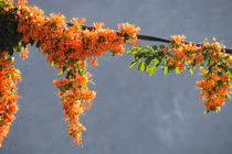 Khám phá "choáng" về cây hoa lửa mang may mắn, thành công