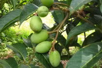 Khám phá ít ai biết về đặc sản miền Tây mùa nước nổi