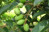 Khám phá ít ai biết về đặc sản miền Tây mùa nước nổi