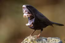 Xuất hiện “quái vật chim” miệng rộng, răng to?