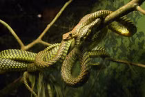 Đây chính là loài rắn biết bay có độc ở Việt Nam