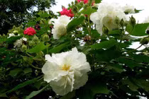 Điều đặc biệt ở loài hoa đổi ba màu trong một ngày 