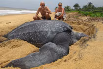 Bật mí thú vị về loài rùa lớn nhất họ nhà rùa