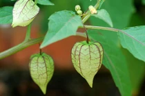 Khám phá ít người biết về cây tầm bóp vừa gây xôn xao