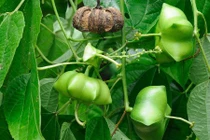 Sự thật bất ngờ về cây sachi, vua của các loại hạt