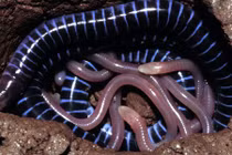 Kỳ lạ bộ tộc giun con ăn da thịt giun mẹ