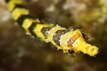 Những ông bố động vật dũng cảm “vượt cạn” 