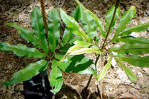 Điều ít người biết về cây sâm bòng bong của Việt Nam