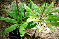 Điều ít người biết về cây sâm bòng bong của Việt Nam