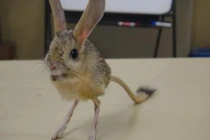 Ngỡ ngàng loài chuột nhảy kỳ lạ nhất hành tinh