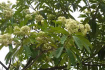 Khám phá thú vị về cây hoa sữa có thể bạn chưa biết