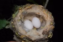 Chim ruồi khôn ngoan “nhờ” diều hâu canh tổ 