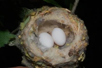 Chim ruồi khôn ngoan “nhờ” diều hâu canh tổ 