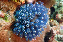 Giải mã sinh vật kỳ lạ tự ăn não mình để phát triển