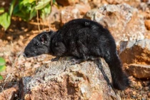 Khám phá bất ngờ chuột đá quý hiếm, từng có ở VN