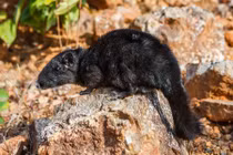 Khám phá bất ngờ chuột đá quý hiếm, từng có ở VN