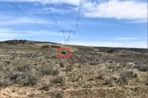 Sau cá mập, đến đàn bò là nguyên nhân gây... đứt cáp quang