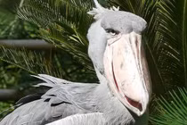 Bất ngờ với 14 loài động vật kỳ dị, không ai tin chúng tồn tại