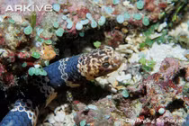 Cận cảnh loài rắn đầu rùa cực dị 