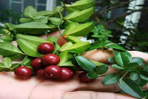 Khám phá bất ngờ cây kim quýt "tao nhã" có ở VN