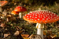 Những điều kỳ quặc về cây nấm ma thuật 