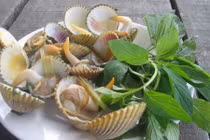 Những điều thú vị về con sò mồng, có nhiều ở Phú Yên