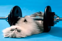 Ảnh động vật ấn tượng: Khi động vật tập tạ 