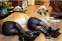 Những bức ảnh buồn cười về động vật mặc quần áo