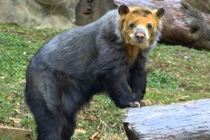 Kỳ thú loài gấu mặt ngắn “to xác” nhất thế giới