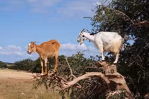 Tận mắt xem dê cao thủ trèo cây